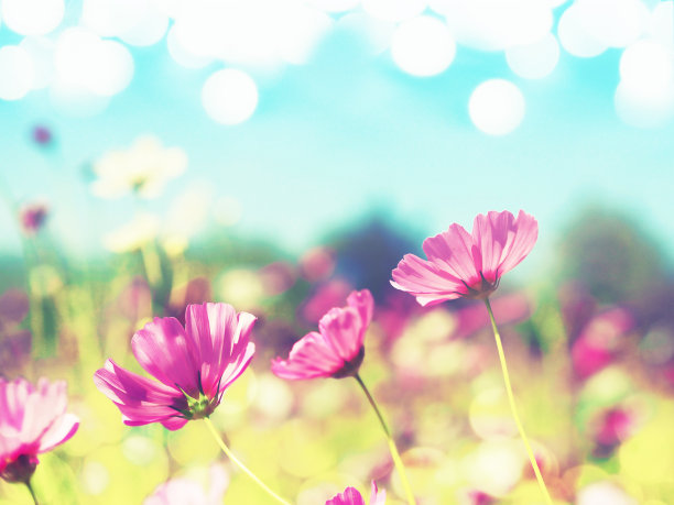 近距离的粉红色宇宙盛开在清澈的蓝天背景，复古的滤镜效果图片下载