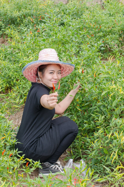 女性农民在农田里采摘辣椒图片下载