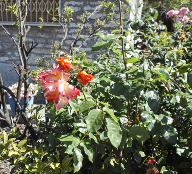 红玫瑰图片下载