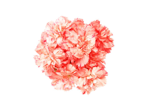 束康乃馨图片下载