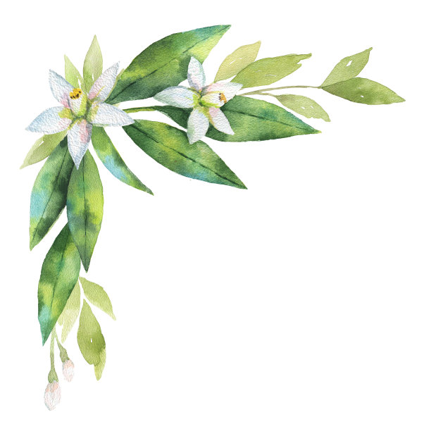 水彩手绘花环水果橙枝。图片下载