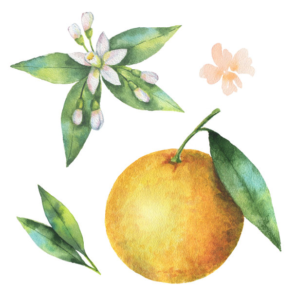 水彩水果橙色分枝孤立在白色的背景。图片下载