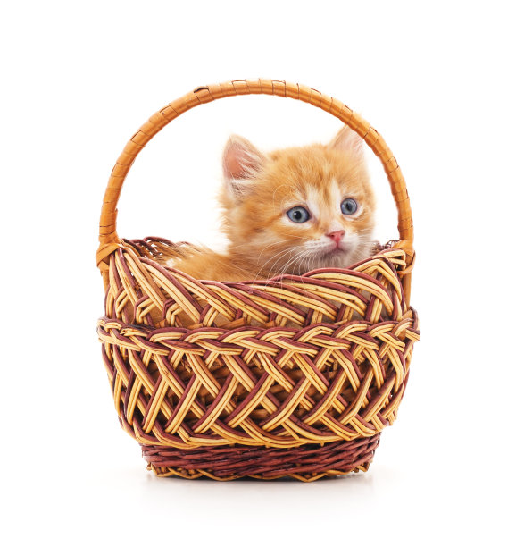 篮子里的小猫。图片下载