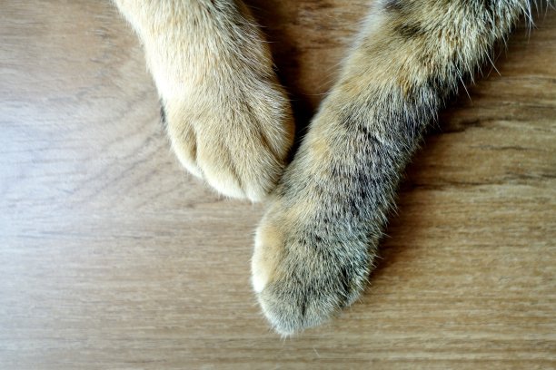 猫的爪子图片下载