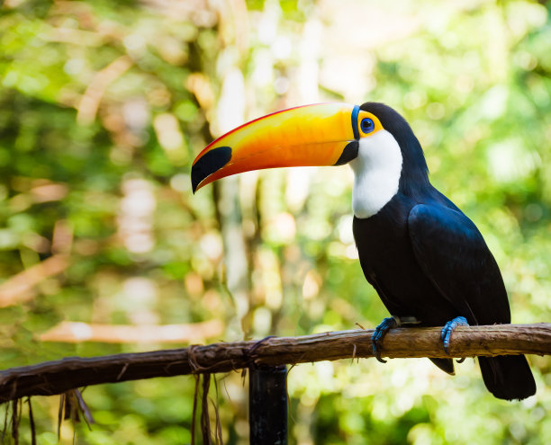 亚马逊热带雨林图片素材ID：154402642