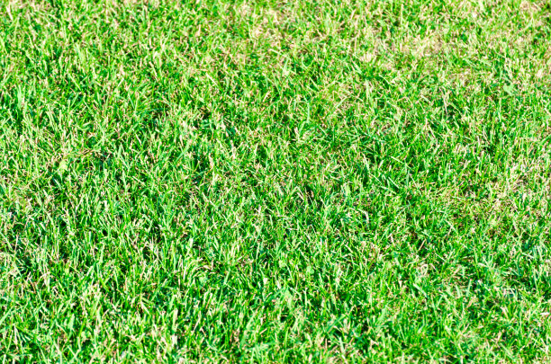 草地的背景图片下载