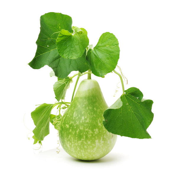 葫芦的果实。白色背景上的热带南瓜图片下载