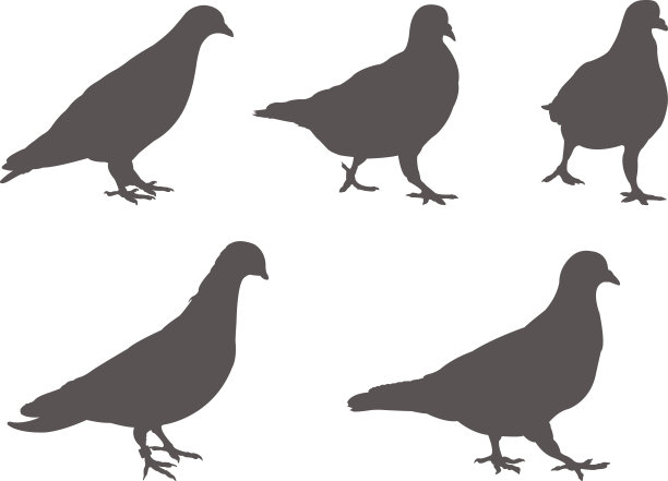 鸽子轮廓图片下载