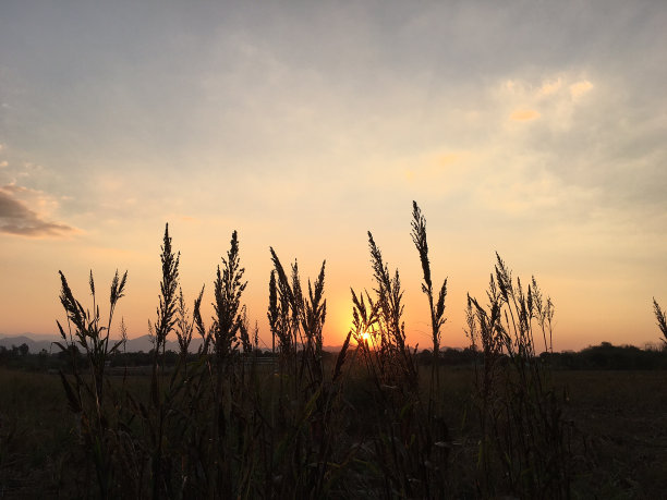美丽的日落草图片下载