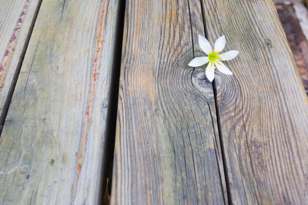 木凳上的白花图片下载