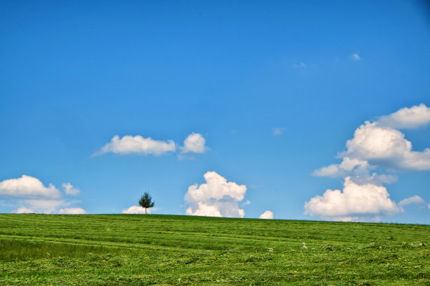 孤独的树图片下载