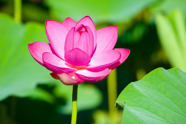 阳光下盛开的荷花图片下载