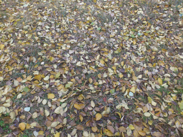 奥特姆图片下载