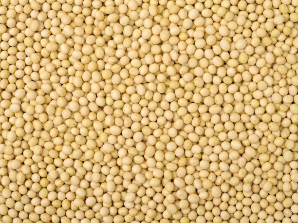 大豆图片素材ID：154424914