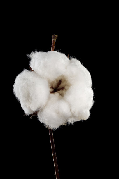 棉花在黑色图片下载