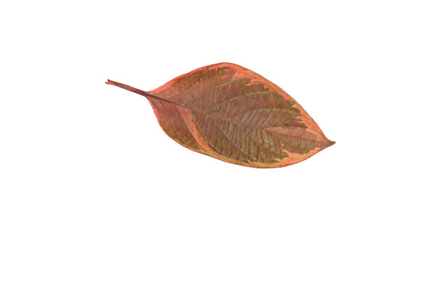 秋天的叶子图片下载