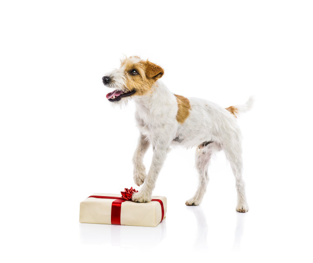 狗站在圣诞礼物孤立图片下载