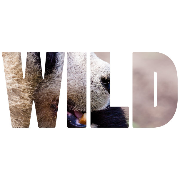 世界野生大熊猫和熊吃竹子图片下载