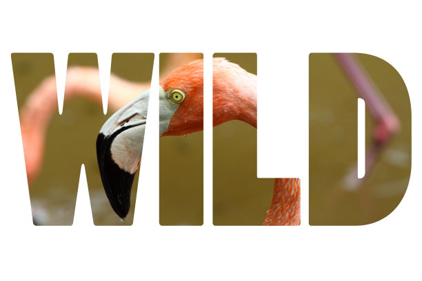 世界狂野的粉色加勒比火烈鸟图片下载