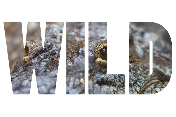 野生词对鳄鱼特写。图片下载