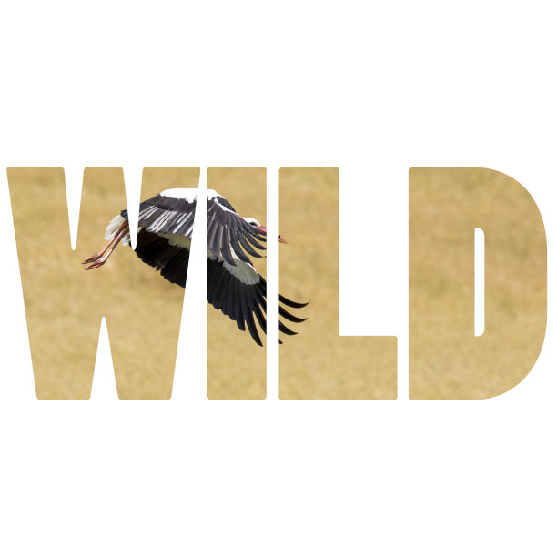 波兰苏瓦基风景公园里一只飞翔的鹳。图片下载