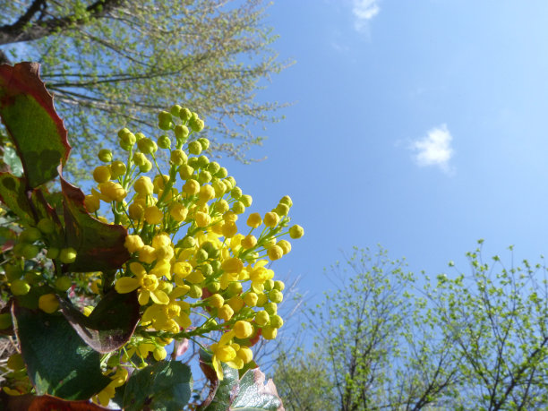 黄色的花图片下载