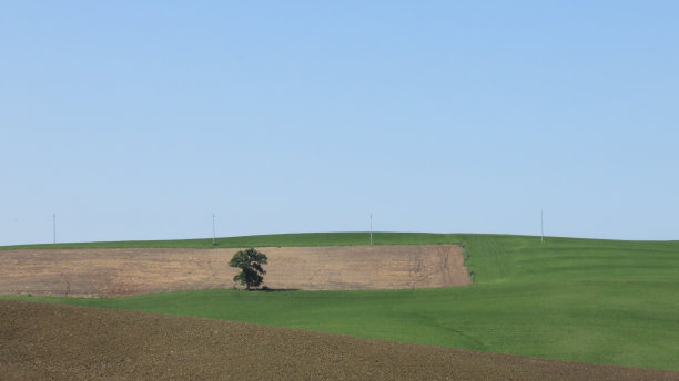 孤立的树图片下载