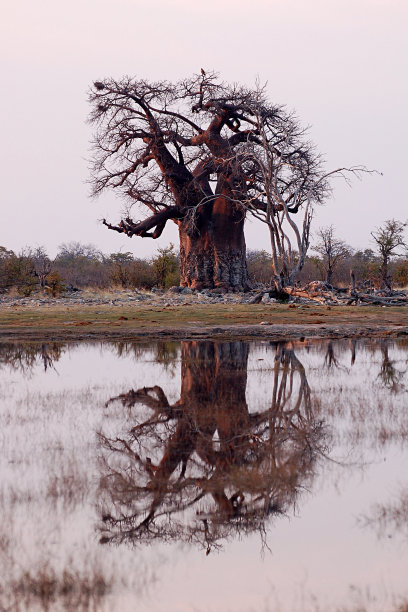 博茨瓦纳傍晚的猴面包树图片下载