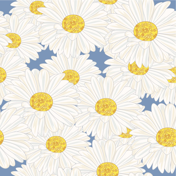 白色的雏菊图片下载