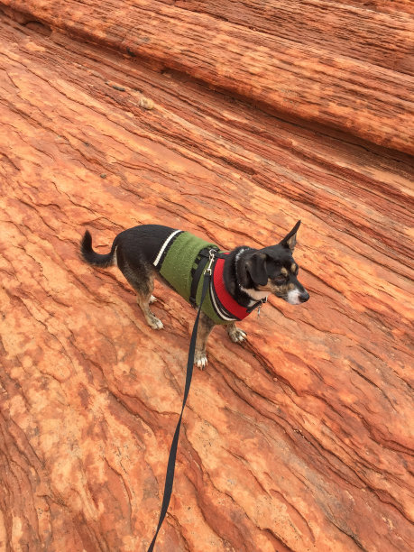 穿着绿色毛衣的黑狗在五颜六色的砂岩上图片下载