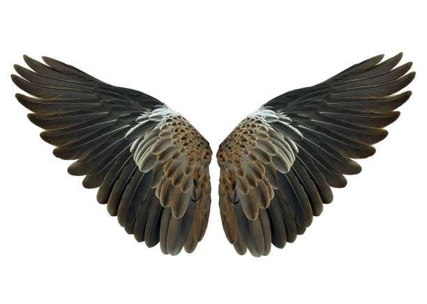 白色背景上的齿轮图片下载