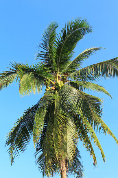 泰国的椰子种植园图片下载