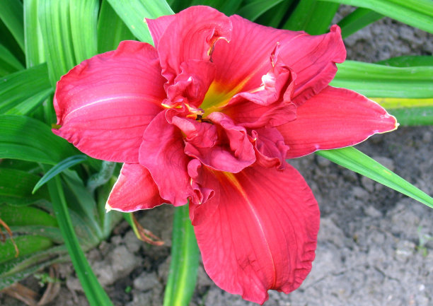 2020年春节图片素材ID：154441462