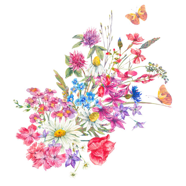 一束野花和蝴蝶的水彩画图片下载