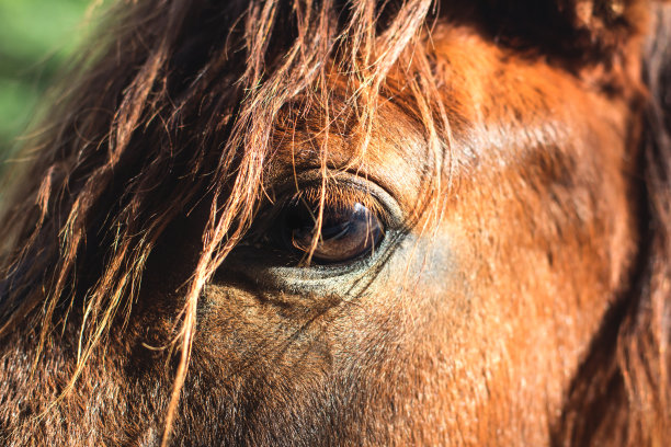 马闭上眼睛图片下载