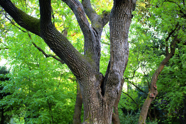 伊斯坦布尔公园的黑核桃(东部黑核桃)图片下载