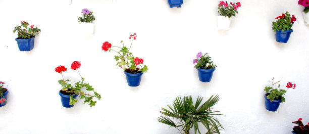 白色墙壁上的一盆盆花图片下载