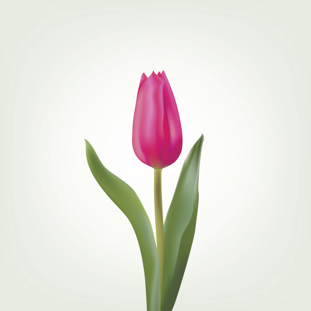 春天明信片上的红色郁金香在一个明亮的背景图片下载