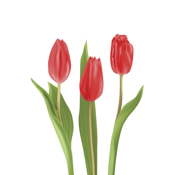 一束红色郁金香图片下载