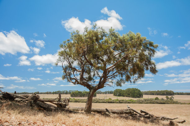 农场上最后一棵橡树图片下载