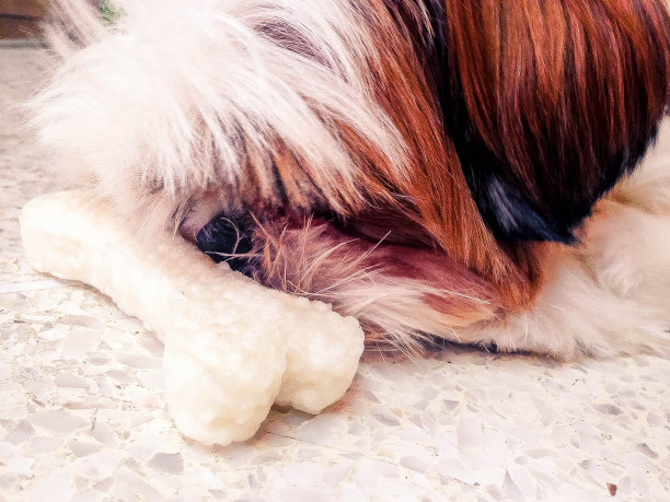 小狗狗图片下载