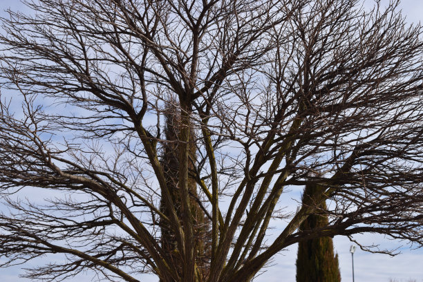 冬季森林。图片下载