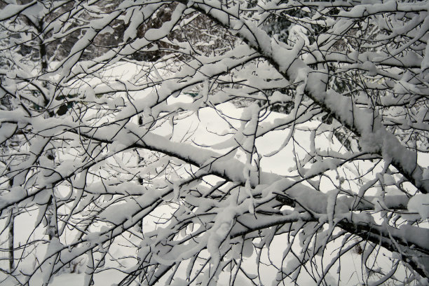 雪分支的背景图片下载