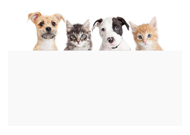 空白标志上的小狗和小猫横幅图片下载