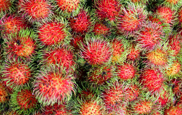 背景是红色红毛丹图片下载