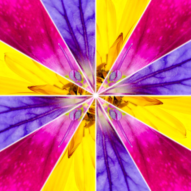 花中心拼贴制作的收集各种野花图片下载