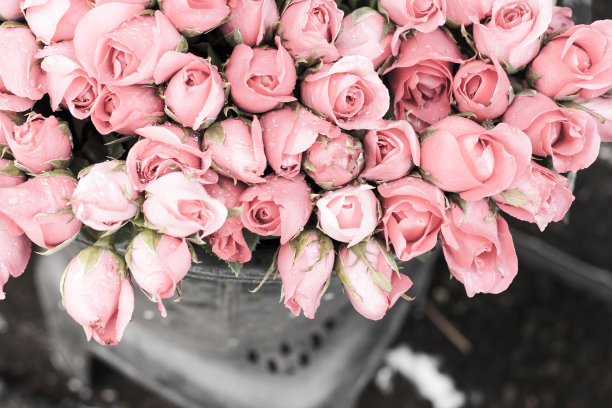 玫瑰背景。图片下载