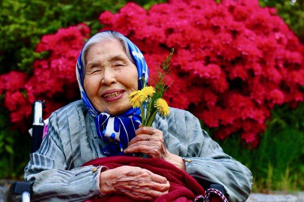 祖母的蒲公英图片下载