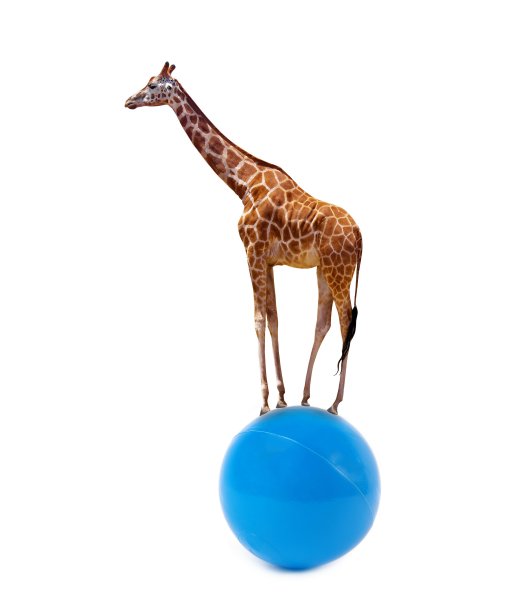 长颈鹿图片下载