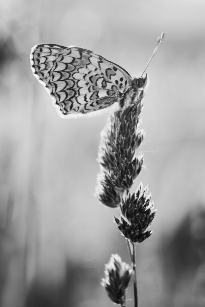 蝴蝶在草地上图片下载